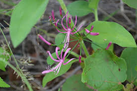 Image result for Pavetta zeyheri