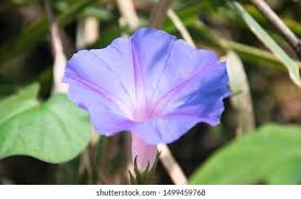 Image result for Ipomoea parasitica