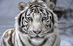 See more ideas about tiger art, white tiger, tiger. Beautiful White Tiger Wallpaper Background Best Stock Photos Toppng