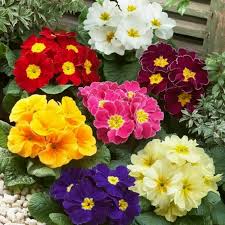 Same day delivery · 2018 stevie silver winner · 24/7 customer service Primrose Beautiful Primula Vulgaris