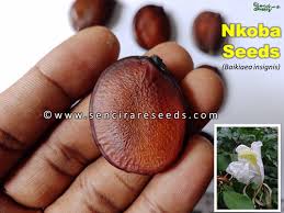 Image result for Baikiaea