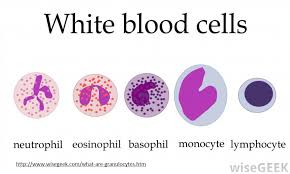 Micro World Blood