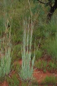 Image result for Diheteropogon amplectens