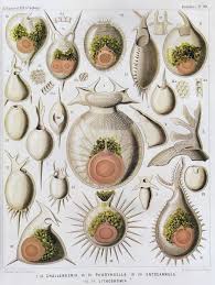 Pdf) Chapter Six Planktonic Foraminifera As Tracers Of Past Oceanic  Environments
