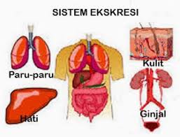 Sistem Ekskresi Pada Manusia Kumpulan Sejarah Dunia Lengkap