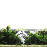 Image result for Phyllanthus bernierianus