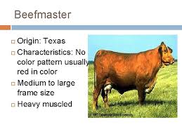 Maybe you would like to learn more about one of these? Cattle Breeds Mr Price Animal Science Unit Interest