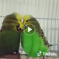 Asiklar Bulustu Muhabbetkusu Askim 1mhayvan Kus Huzur Sevgi Ask Tiktokturkey Hayvansevgisi Goruntuler Ile Kus Vine