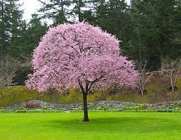 This is from our flowering plum tree out in our front yard. Plum Tree Flowering Plum Tree Vegetable Garden Design Plum Tree