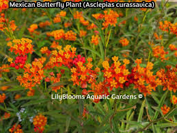 Image result for Asclepias