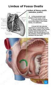 Pin By Shams Iqubali On Arteries Veins Valvular Arteries And Veins Medical Anatomy