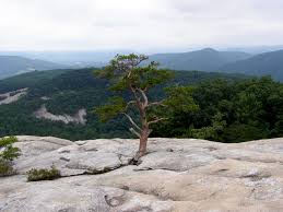 Maybe you would like to learn more about one of these? Stone Mountain Wolf Rock Hike