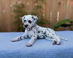 Image result for dalmatian