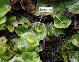 Bryophytes used to be a general term for mosses, liverworts and hornworts, and these three were grouped together into a single division due to their similarity. 5 2 Liverworts Biology Libretexts
