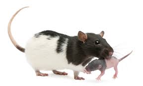 You can also use a piece of absorbent string, acting like a wick from bottle to baby, for the very small ones until they are big enough to grasp the bottle tip itself. Mother Rat Carrying Her Baby In Her Mouth 5 Days Old In Front International Milk Genomics Consortium