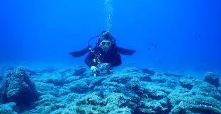 Scuba Diving Course For Beginners Padi Open Water Diver From 115 Checkyeti
