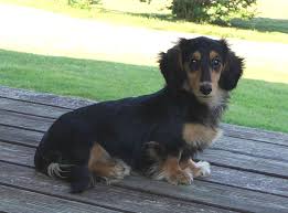 Wire haired dachshund puppies alabama. Learn More About Dachshund Colors