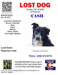 Denver county, denver, co id: Still Lost In Pueblo Colorado Lost Found Pets Facebook