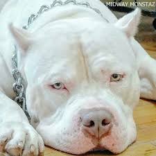 'life without dogs i dont think so pit bull pitbulls amstaff staffy' magnet by samantha smith. Hawaiian Lion Pitbulls Pitbull Terrier Pitbull Dog