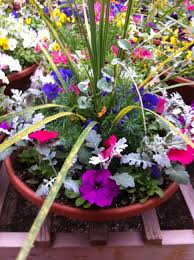 Growing flowers in pots will brighten up your backyard and it's easy to do. Pin By Lynn Moore On Greenhouse Plants Petunia Flower Flower Pots Container Flowers