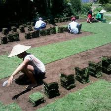 Rumput gajah mini siapa yang tidak kenal dengan rumput yang sangat familiar ini, saat ini rumput gajah mini masih mendominasi di antara jenis rumput lain selain harga yang terjangkau rumput ini kuat tehadap pijakan, mudah perawatan, rumput gajah mini membutuhkan sinar matahari 90 % agar tingkat kualitas dari rumput tersebut tetap stabil, Jual Jual Rumput Gajah Mini Rumput Jepang Rumput Golf Di Purwakarta Kab Malang Rumput Gajah Mini 10rb Tokopedia