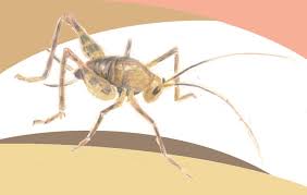 They aren't dangerous, but they do eat fabric and can be a nuisance. Chirpless Camel Crickets Rednewtgallery