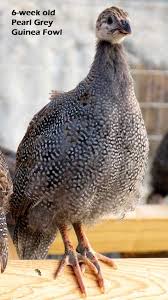 Guinea Fowl Birds That Look Like Turkeys Pin On Animals