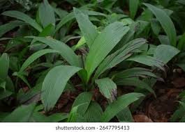 Image result for Hypoxidaceae