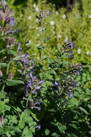 Image result for Nepeta × faassenii