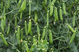 These peas are grown strictly for the pea inside the pods and the pods themselves are tough and uneatable. Growing Peas Top Tips To Grow Like A Farmer