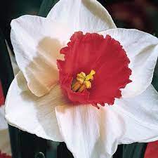 Decoy Red And White Daffodil Breck S Daffodil Bulbs Daffodils Daffodil Flower