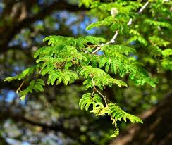 Image result for Acacia erubescens