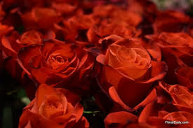 Find all you need this valentines' day at funky pigeon with a huge range of unique cards, gifts and flowers. Valentine S Day 2021 The Day After