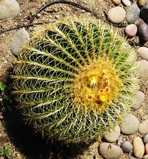 My cactus plants cacti for landscaping cacti for sale. Rare And Exotic Cactus Plants For Sale High Quality Cactus Plants For Sale