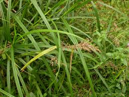 Image result for Scleria fulvipilosa