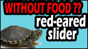 The good thing is that the turtles do know when they have had enough of the basking and when they want to bask. How Long Can A Red Eared Slider Turtle Go Without Food Youtube