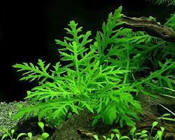 Wisteria Bunch 4 Stems Hygrophila Difformis Beginner Tropical Live Aquarium Plant Planted Aquarium Live Aquarium Plants Pond Plants