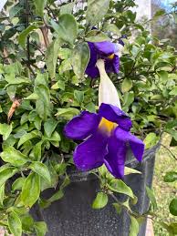 Image result for Thunbergia