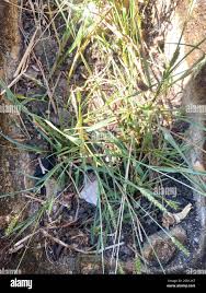 Image result for Setaria incrassata