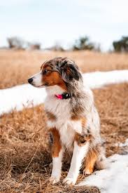 Shaving An Australian Shepherd: The Great Debate