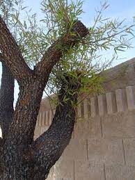 Long (10 cm), in clusters of. Xtremehorticulture Of The Desert Why Does My Sumac Have Yellowing And Dying Branches