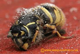 Where Do Wasps Go In Winter - How Do They Survive | Best Bee Brothers