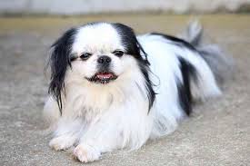 The chinese crested has a wonderful topknot (hence the name crested) of hair on the head that grows quite long and blows in the breeze. 27 Of The World S Most Amazing Fluffy Small Breed Dogs