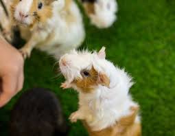 If your guinea pig used to love playtime, but all of a sudden doesn't want to participate, then they may be depressed or have an underlying health problem. Happy Guinea Pig Behavior 5 Signs You Have Cheerful Cavies Animallama