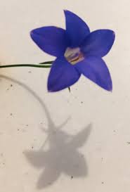 Does well in a wide range of soils. Wahlenbergia Hashtag On Twitter