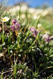 Image result for Silene kiwuensis