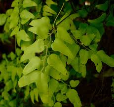 Image result for Lygodium microphyllum