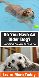 Do You Have An Older Dog Here S What You Need To Watch For Dog Heres Older Watch Kopek