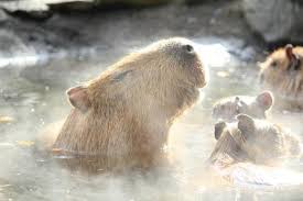 Maybe you would like to learn more about one of these? Cute Animals Enjoy Hot Water Massage Therapy In Japan Video Soranews24 Japan News