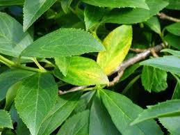 Forsythia Leaves Turning Yellow Reasons For Yellow Leaves On Forsythia Forsythia Bush Yellow Leaves Forsythia